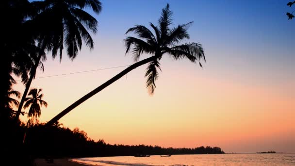 Coconut tree and blue sky — Stock Video