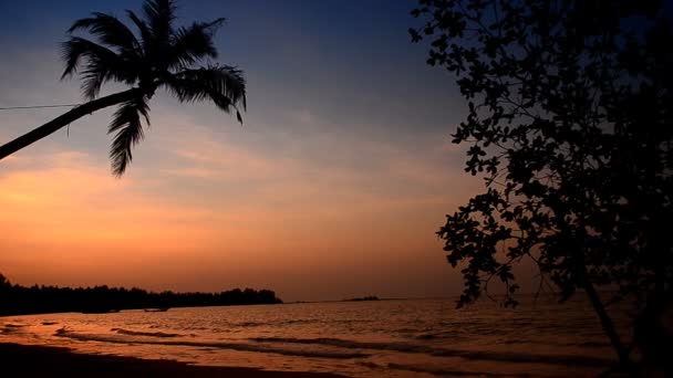 Coconut tree and sky — Stock Video