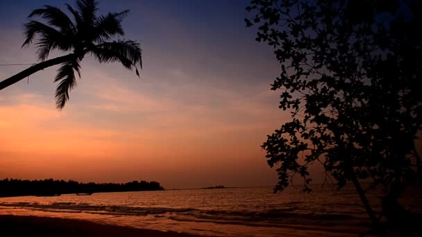 코코넛 나무와 하늘 — 비디오