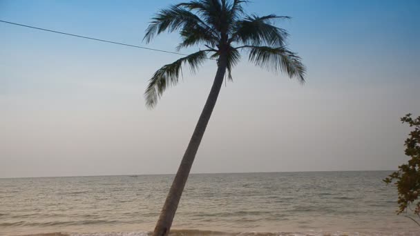 Kokosový strom a modrá obloha — Stock video