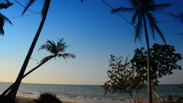 Cocotero y cielo azul — Vídeos de Stock