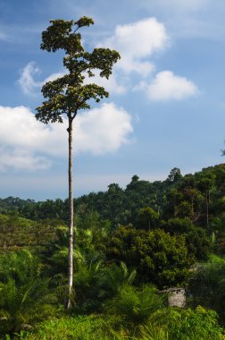 Güney Tayland tepelerde kırpma tahıl