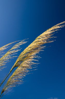 çimen çiçek ve gökyüzü