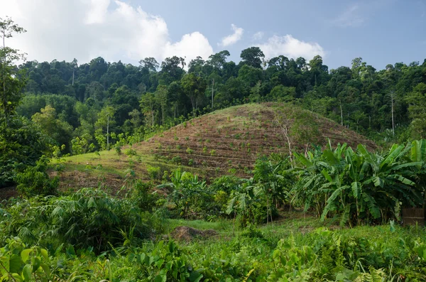 Cultivo de cereales en las colinas del sur de Tailandia —  Fotos de Stock