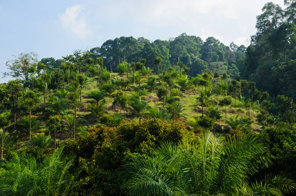 Getreideanbau auf den Hügeln Südthailands — Stockfoto