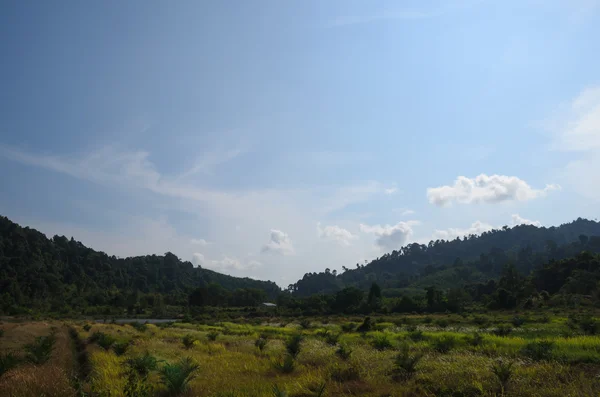Stråsäd beskärning på kullarna i södra Thailand — Stockfoto