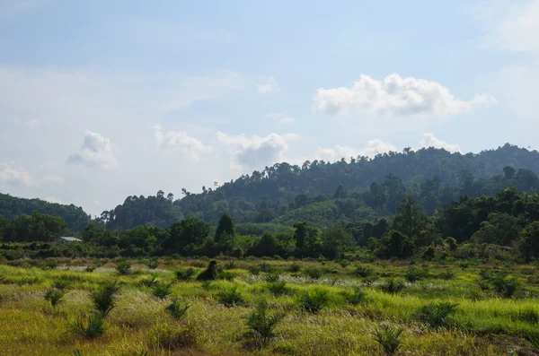 タイ南部の丘の上にトリミングの穀物 — ストック写真