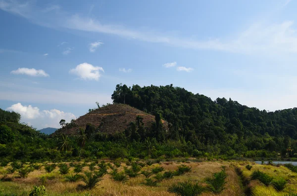 Stråsäd beskärning på kullarna i södra Thailand — Stockfoto