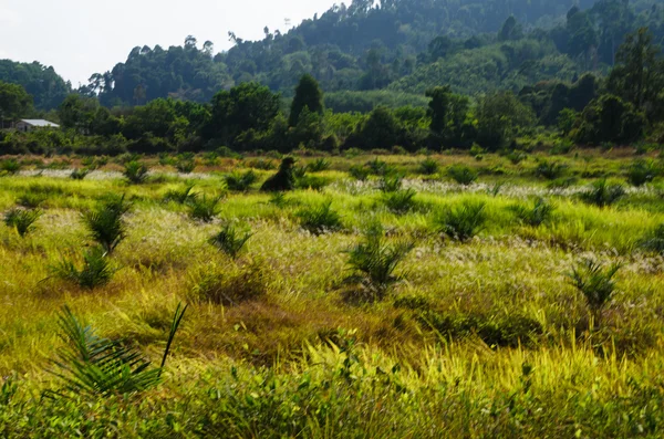 Cultivo de cereales en las colinas del sur de Tailandia —  Fotos de Stock