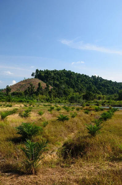 Cultivo de cereales en las colinas del sur de Tailandia —  Fotos de Stock