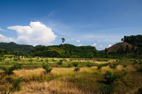 Cereais nas colinas do sul da Tailândia — Fotografia de Stock