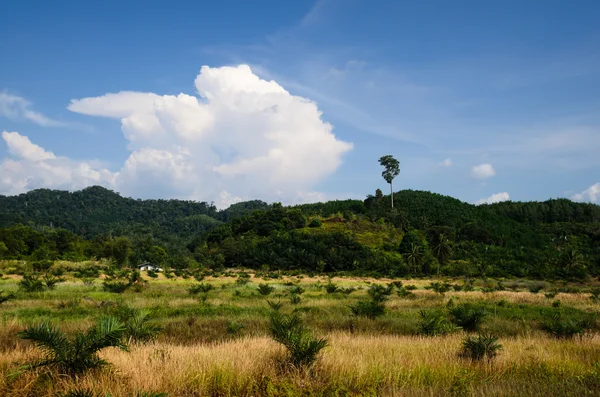 Cultivo de cereales en las colinas del sur de Tailandia —  Fotos de Stock