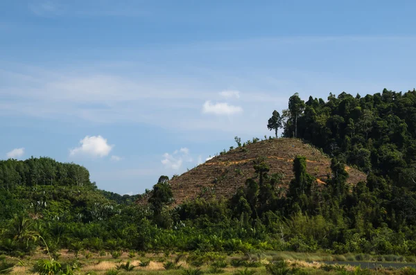 Cultivo de cereales en las colinas del sur de Tailandia —  Fotos de Stock