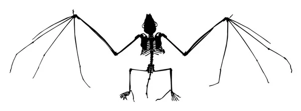 Silhouette Eines Fledermausskelettvektors Illustration — Stockvektor