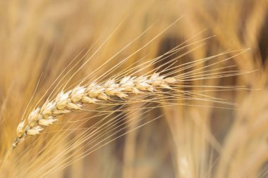Olgun buğday kulaklarını kapat.