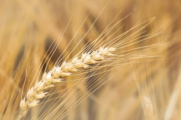 Olgun Buğday Kulaklarını Kapat — Stok fotoğraf