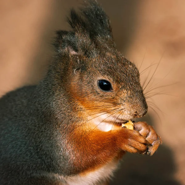 Porträt Eines Eichhörnchens Nahaufnahme Porträt Von Eichhörnchen — Stockfoto