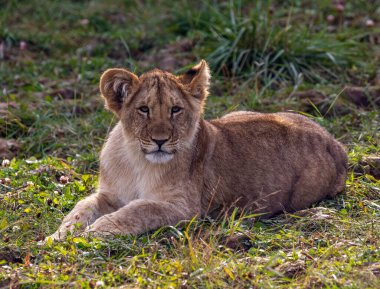 Genç bir aslan yavrusu uzun otların arasında tek başına yatar. Vahşi aslan yavrusu çimenlerde dinleniyor..