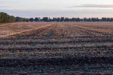 Hasattan sonra ekin tarlası. Olgun Buğday Tarlası.