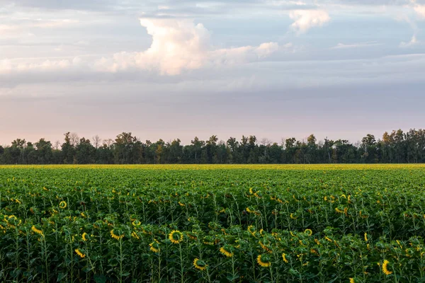 Sunflowers Field Summer — Stock Photo, Image