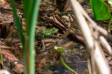 Yeşil derili kurbağa ve yaz doğasında büyük sarı göz. Yerde oturan kurbağa..