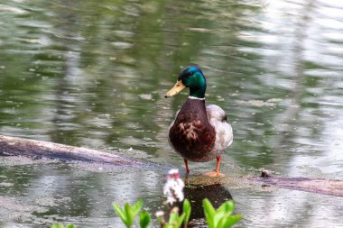 Drake Mallard Portresi, Drake Mallard 'ın sudaki görüntüsü..