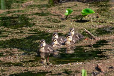 Küçük Mallard Ördekleri Gölde.