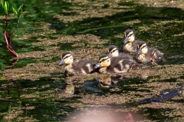 Küçük Mallard Ördekleri Gölde.