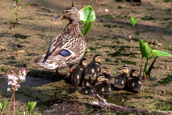 Mallard Duck Avec Ses Canetons Mâle Femelle Avec Des Petits — Photo