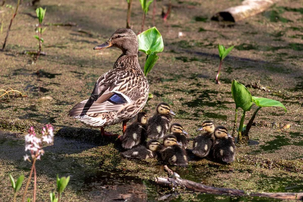 Stockente Mit Ihren Küken Stockenten Weibchen Mit Kleinen Küken Auf — Stockfoto