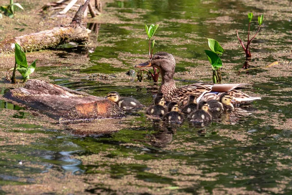 Mallard Duck Con Sus Patitos Mallard Hembra Con Patitos Estanque — Foto de Stock