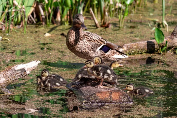 マラード ダックはアヒルの子だ 池の上に小さなアヒルとマガモの女性 — ストック写真