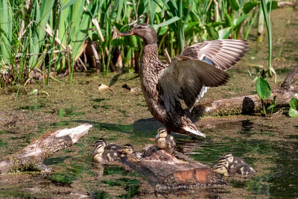 Mallard Duck Avec Ses Canetons Mâle Femelle Avec Des Petits — Photo