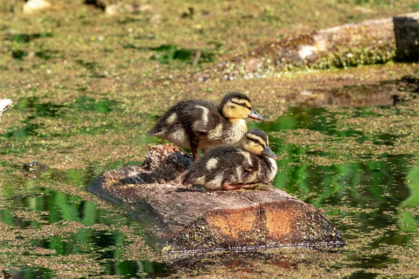 Pequeños Patitos Mallard Estanque — Foto de Stock