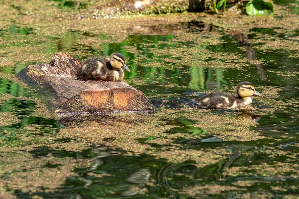 Stockenten Küken Teich — Stockfoto