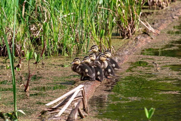 Little Mallard Ducklings Pond — Stock Photo, Image