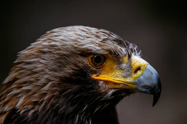 Portrait of a Golden Eagle. Golden eagle close up portrait.