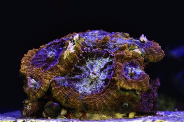 Resif akvaryumundaki ACANTHASTREA ECHINATA mercanlarının makro fotoğrafları. Coral Favia echinata.