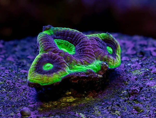 Coral Dragon Soul Favia Korallen Aquarium — Stockfoto