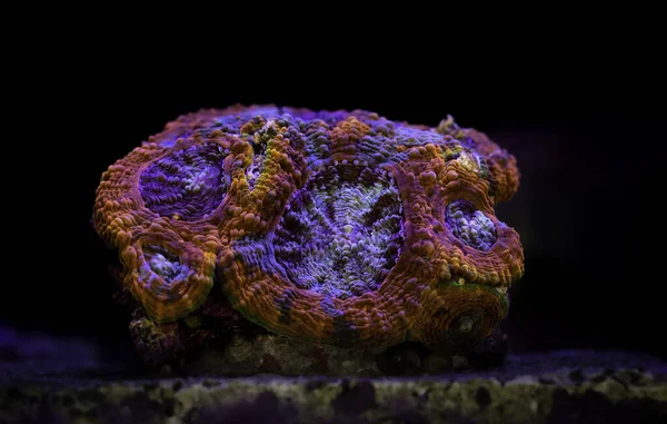 Макрофотография Кораллов Acanthastrea Echinata Аквариуме Рифа Coral Favia Echinata — стоковое фото