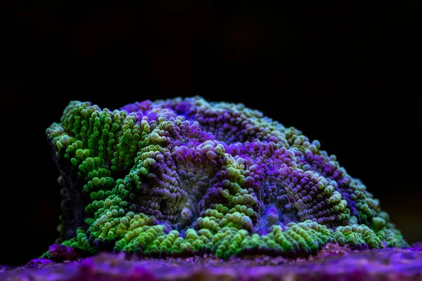 Korallenfavia Trauben Rosa Und Grüne Favia Gehirnkoralle — Stockfoto