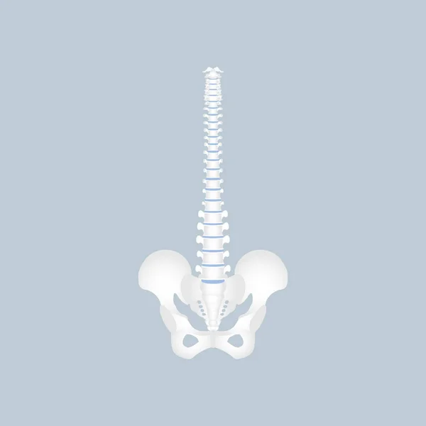 Anatomie Colonne Vertébrale Humaine Moelle Épinière Thoracique Cervicale Lombaire Pelvien — Image vectorielle