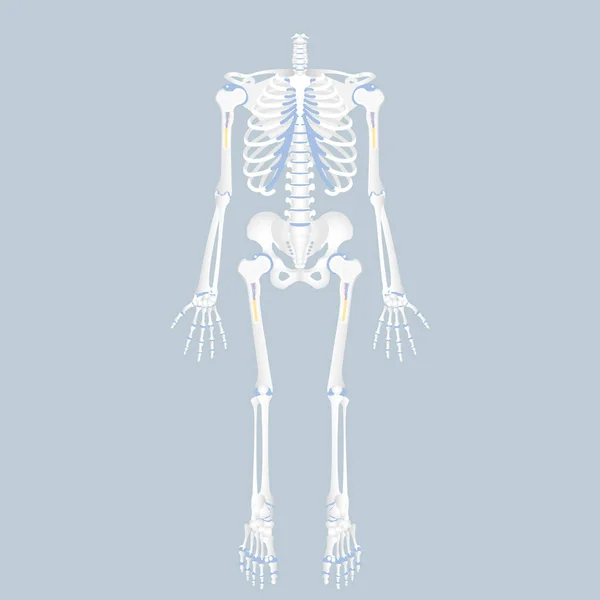 Anatomía Columna Vertebral Humana Médula Espinal Caja Torácica Hueso Pélvico — Vector de stock