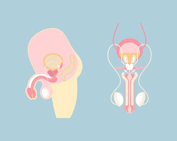 Male Reproductive System Sperm Internal Organs Anatomy Body Part Nervous — Stock Vector