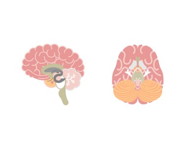 human brain, internal organs anatomy body part nervous system, vector illustration cartoon flat character design clip art clipart