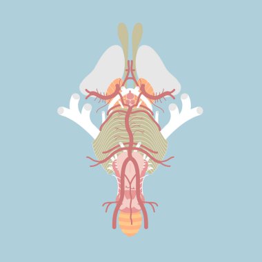 human brain stem, cranial nerves and blood supply of central nervous system, circle of willis, internal organs anatomy body part, vector illustration cartoon flat character design clip art clipart