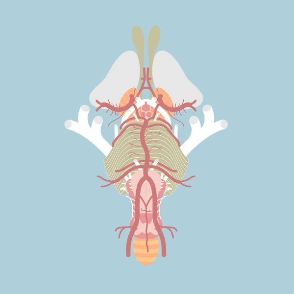 Tronco Cerebral Humano Nervos Cranianos Suprimento Sangue Sistema Nervoso Central — Vetor de Stock