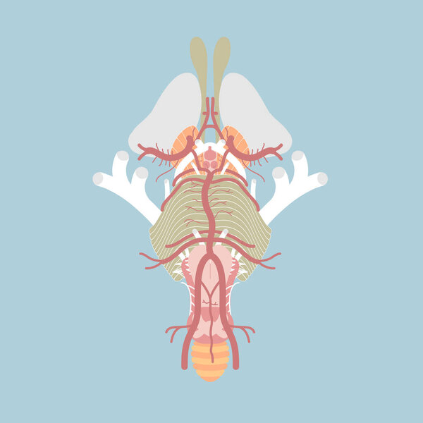 Ствол человеческого мозга, черепные нервы и кровоснабжение центральной нервной системы, круг воли, анатомия внутренних органов части тела, векторная иллюстрация мультяшный дизайн клип