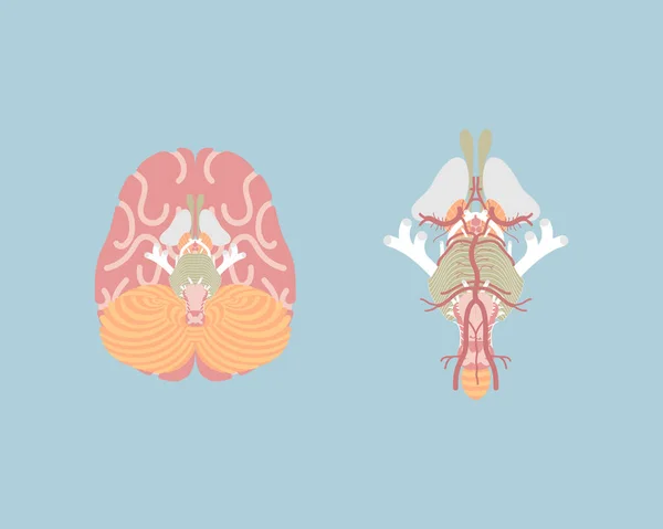 Menschliches Gehirn Innere Organe Anatomie Körperteil Nervensystem Vektorillustration Cartoon Flache — Stockvektor