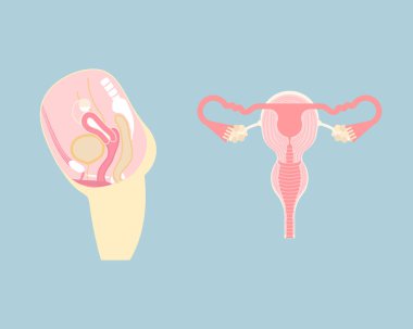 Kadın üreme sistemi, iç organlar anatomi vücut kısmı sinir sistemi, vektör çizimi düz karakter tasarımı